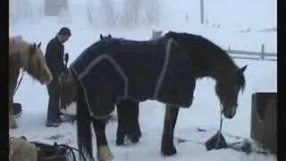 On their way to The Røros Fair 2007 - Part 1 of 4