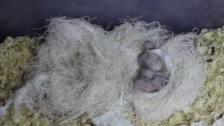 Как Крошка гнездо деткам утепляла