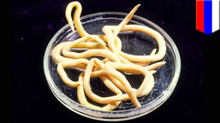 Frozen worms come back to life after 42,000 years - TomoNews