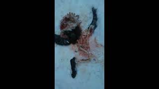 волки сорвали с цепи собаку и съели в 20 метрах от жилья.the wolves untied the dog