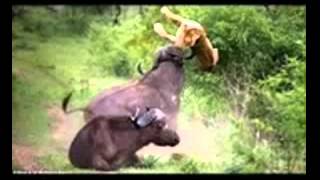 Feroz Pelea león vs tigre Feroz Pelea león vs tigre