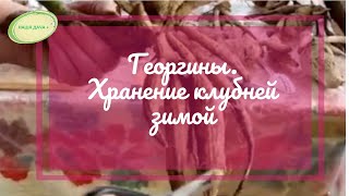 Георгины  Хранение клубней зимой   Марценюк Надежда
