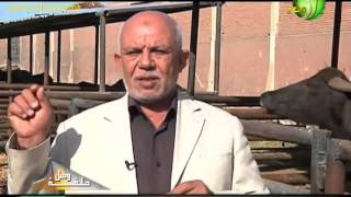 مرض الشياع المتكرر الابقار و الجاموس الاسباب و الاعراض و العلاج