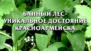 Банный лес