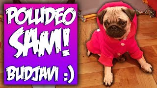Da li je moj pas NORMALAN ?!!!