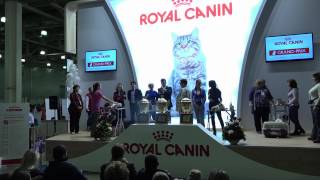 ГРАН-ПРИ ROYAL CANIN 2014 Конкурс Груммеров
