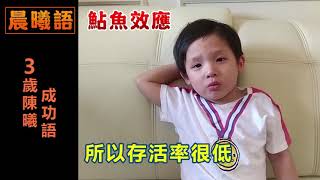 3歲陳曦教你成功學-鯰魚效應