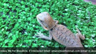 My Uncles Baby Bearded Dragons For Sale *Available*