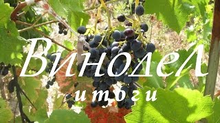 Домашнее вино из сортов винограда Изабелла, Лидия, Сенека  Итоги