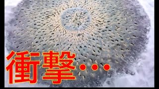 【閲覧注意】正体不明…これは一体？凍った池のど真ん中にサークル上に広がるヌメヌメした白い謎物体群（ユタ州）