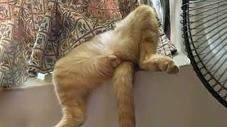 НЕПРИЛИЧНО СМЕШНЫЕ КОТЫ ПРИКОЛЫ С ЖИВОТНЫМИ | Приколы с собаками | СМЕШНЫЕ КОШКИ 2021 #49