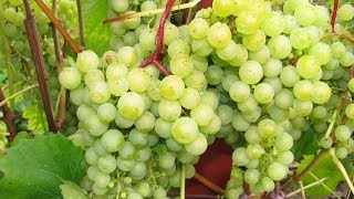 Виноград не хуже, чем на юге! Часть первая – десертные сорта