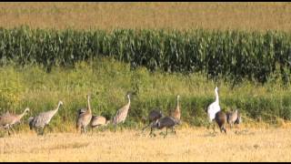 Whooping Crane, Horicon Marsh