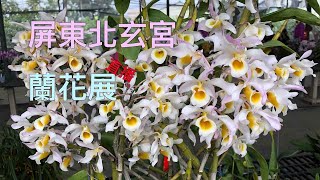 （直播影片 ）蘭花｜ 屏東九如 北玄宮 蘭花展 ｜品種介紹｜ orchid | orchid care