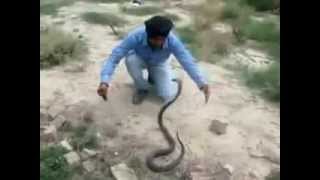 Индус ловит кобру голыми руками Deadly Cobra Snake Encounter by Brave Man