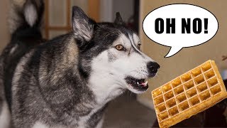 Stubborn Husky Argues About Getting His Bowl
