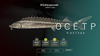РУССКАЯ РЫБАЛКА 4 | RF4 - ОСЕТР РУССКИЙ, Р.АХТУБА