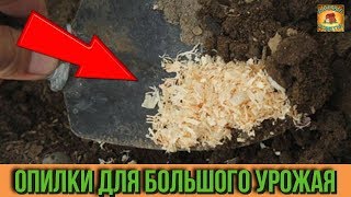 Применение опилок в качестве мульчи на огороде. Как влияют опилки на почву. Дачные советы