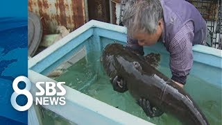 '길이 135cm·무게 38kg' 아이만 한 초대형 메기 잡혔다! / SBS