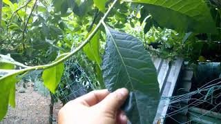 Thực hư công dụng của cây MẬT GẤU (Cây Lá Đắng) - Nhận dạng cây thuốc