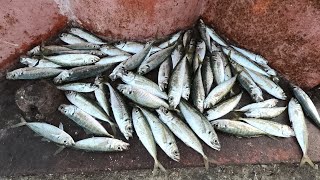 НАКОСИЛ КРУПНОЙ СТАВРИДЫ НА ПОПЛАВОЧНУЮ УДОЧКУ? ТРОФЕЙНАЯ РЫБАЛКА НА МОРЕ! Креветка лучшая насадка!