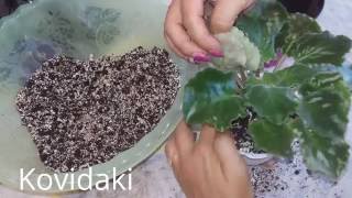Пересадка фиалки по рекомендациям