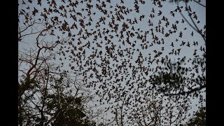 Rosy starling murmuration, Hamirsar lake, Bhuj 1 @ Ashish Kothari