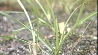 Vegetable Cultivation on Raised Beds