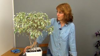 Плетение фикуса Бенджамина два года спустя.