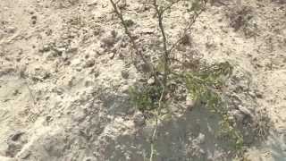 Waterlogged Sodic Soils CSSRI RRS