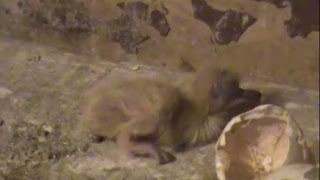 Голуби зимой, купание и вылупнение птенцов 10.12.2016