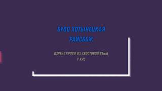 Взятие крови из хвостовой вены крупного рогатого скота