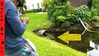 CATCHING SNAKEHEADS BREEDING in SHALLOW HOLE!