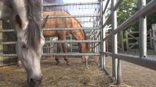 Self control, why male horses can do this from nature and female horses less