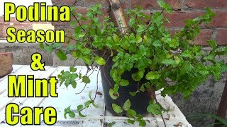How to Grow Podina & Growing Season of Mint (Desi Podina)