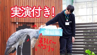 ハシビロコウのふたば、大好きなお兄さんとのスペシャルイベント1☆おじぎとクラッタリングを実演!!　Shoebill FUTABA 2020_5