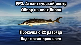 РР3. Атлантический осетр. Обзор на всех базах. Прокачка разряда. Ладожский промысел