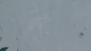 排水溝付近に密集する魚。プランクトンが豊富に流れてくるのでコッパグレ、ヒイラギ、セイゴ（ヒラスズキ）、チヌ（黒鯛）、アイゴ（バリコ）等々でいっぱい。