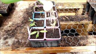 Comment repiquer les tomates - Monjardindansleslandes