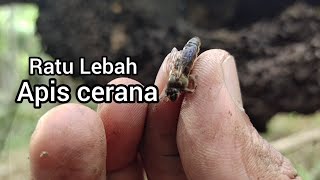 Ciri-Ciri Ratu Apis Cerana, Perutnya Lebih Panjang