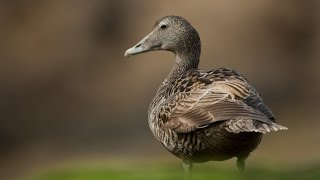 Как ощипать утку / How To Pluck A Duck