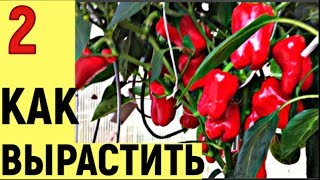 ВЫ СПРАШИВАЛИ КАК Я ВЫРАЩИВАЮ ПЕРЕЦ часть2