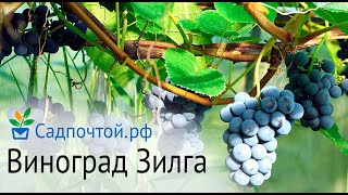 Виноград Зилга - выращиваем в Петербурге