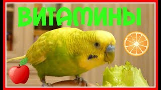 ВИТАМИНЫ/ЕДА ДЛЯ ВОЛНИСТОГО ПОПУГАЯ/КАК ЗАБАВНО И СМЕШНО ЕСТ РУЧНОЙ ПОПУГАЙ /зеленый попугайчик TV