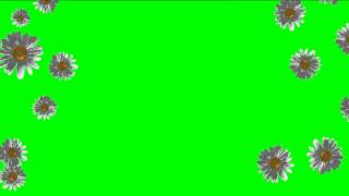 ФУТАЖ Ромашки (хромакей) - Footage  Chamomile (chromakey)