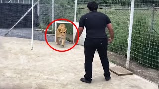 Этот Лев не Видел Своего Хозяина 7 Лет…Посмотрите, Что Произошло