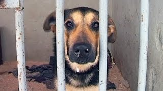 На Івано-Франківщині із собак роблять корм для курей!