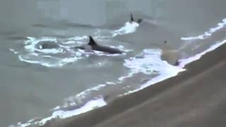 АТАКА АКУЛЫ на морского котика / SHARK ATTACK