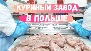 Работа в Польше: куриный завод. #работавПольше #твояработа #куриныйзавод #работаназаводе