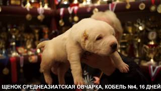 ПРОДАЮТСЯ ЩЕНКИ СРЕДНЕАЗИАТСКОЙ ОВЧАРКИ. www.r-risk.ru +79262205603 ТАТЬЯНА ЯГОДКИНА